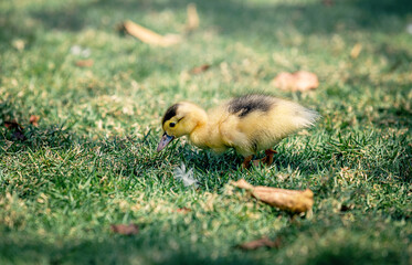 Little cute baby duck in the green grass