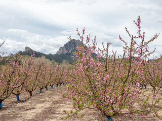 Blooming Gardens. Cieza. Murcia. Spain