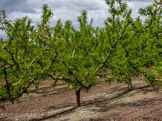 Blooming Gardens. Cieza. Murcia. Spain