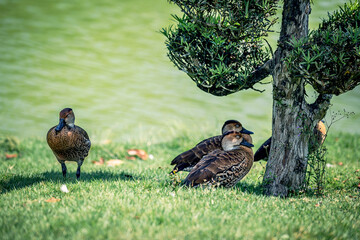 Duck in Botanical garden (Japanese garden) in Santo Domingo, Dominical Republic