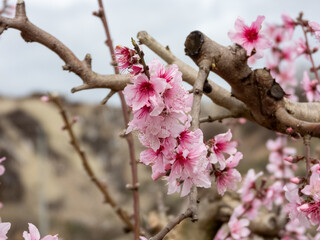 Blooming Gardens. Cieza. Murcia. Spain