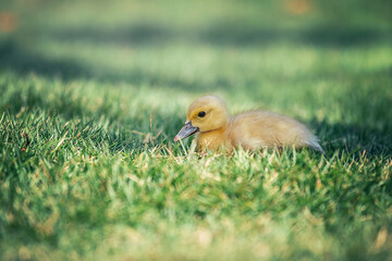 Little cute baby duck in the green grass