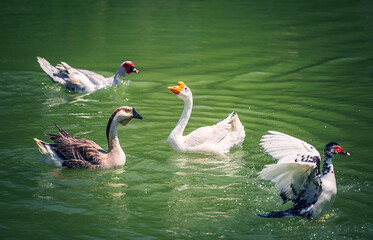 Duck in Botanical garden (Japanese garden) in Santo Domingo, Dominical Republic