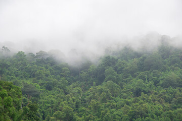 Forest with a foggy sky above it