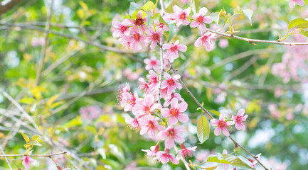 Tree with pink flowers is in the foreground
