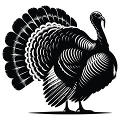 turkey on white background