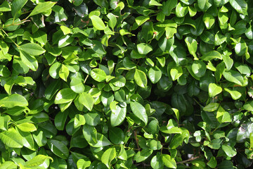 Green leaves on a hedge plant close-up texture background