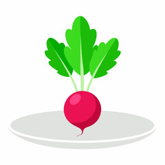 Fresh Radish vector art illustration 