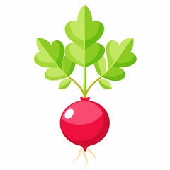 Fresh Radish vector art illustration 