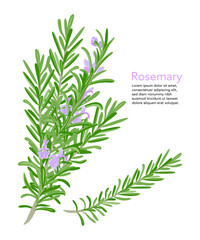 Fresh rosemary branch and flowers isolated on white background