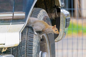 Eastern gray squirrel, known as the grey squirrel is native animal  to eastern North America
