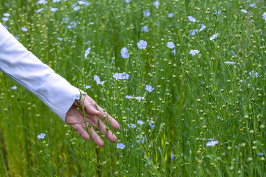 Flax seed plant in the countryside that harvest for linen in textile business and food ingredient in healthy diet supplementary concept