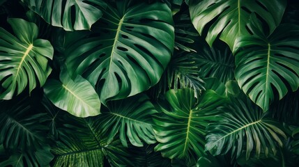 Tropical leaves. Jungle background