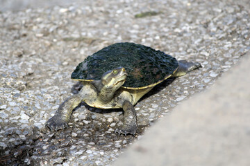 Turtle animal resting on a concrete stone surface