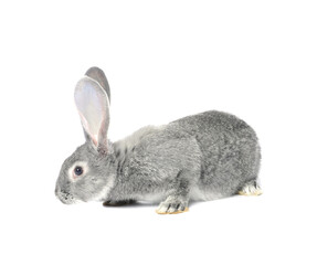 Fluffy grey rabbit on white background. Cute pet