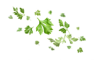 Fresh green parsley leaves in air on white background