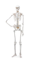 Artificial human skeleton model isolated on white