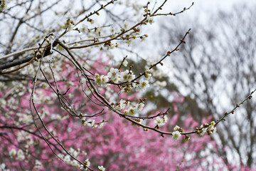 早春の梅の花