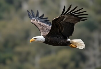 Fototapeta premium Bald eagle flying.........