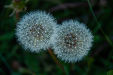 A macro capturing the intricate details of dandelion seed heads amidst lush green foliage, symbolizing nature's delicacy, renewal, and simplicity, creating a serene and peaceful visual experience.