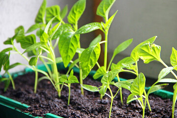 Young bell pepper sprouts in the bucket. Sprouts in the spring.