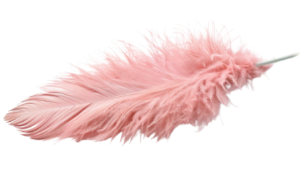 pink feather isolated on white
