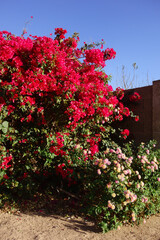 Blooming red bougainvillea and common pink with golden Lantana Camara shrubs in xeriscaped roadsides of Phoenix, AZ