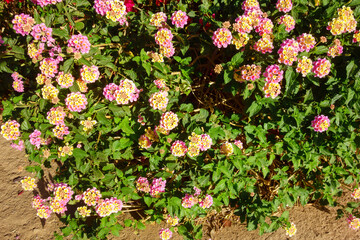 Blooming common pink and golden Lantana Camara shrub in early Arizona spring