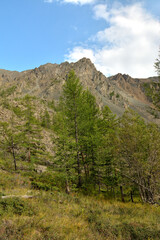 A group of young tall cedars against the backdrop of a high sheer cliff on a sunny summer day.