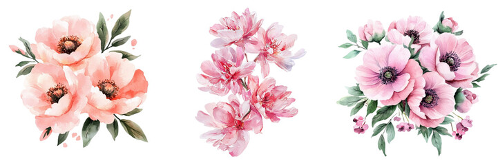 Pink Peonies Flowers Set Isolated White Background. Watercolor Botanical Painting for Floral Design