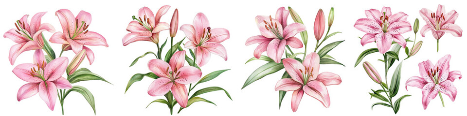 Pink Lilies, Flower Set Isolated White Background. Watercolor Botanical Painting, Floral Design. Delicate Lilies Clipart
