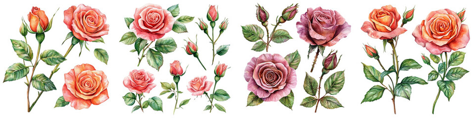 Roses Flowers Set, Green Leaves, Buds Isolated on White Background. Floral Watercolor Botanical Illustration for Design
