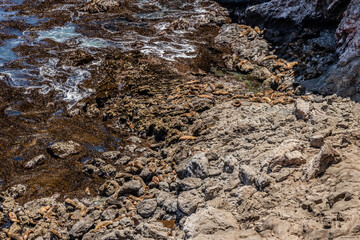 South American sea lions (Otaria flavescens) in San Fernando national reserve, Peru