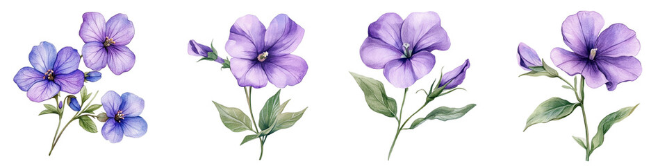 Violet Wildflower Watercolor. Floral Isolated for Wedding, Invitation, Greeting Cards. Watercolour Flower