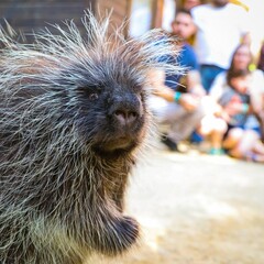 Curious Porcupine Portrait: A porcupine's face framed by its spiky fur, highlighting its curious gaze and wild charm.
