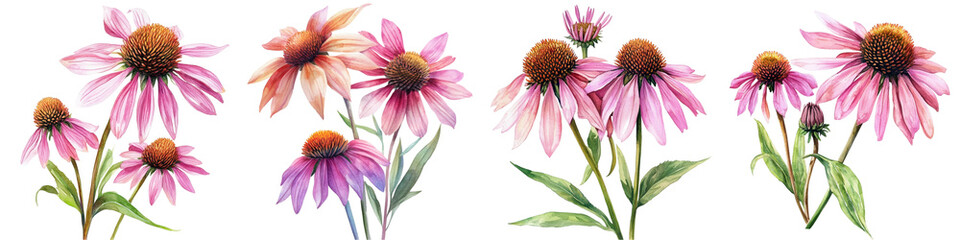Summer Flowers. Echinacea on a White Background. Watercolor Botanical Illustration. Flora Clipart
