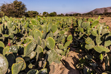 Fototapeta premium Field of opuntia cacti grown for cochineal insect, Peru