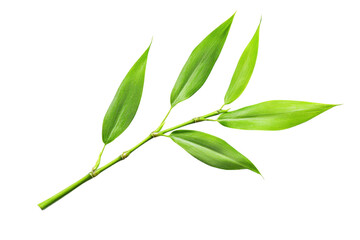 Fototapeta premium A vibrant green bamboo leaf branch showcasing elongated, slender leaves with a fresh appearance.