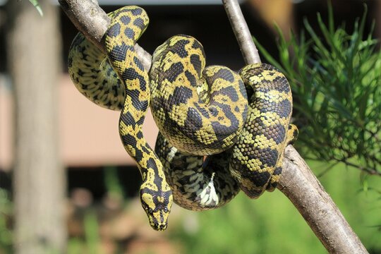 Carpet Python on Branch: Close view of a Carpet Python on a branch, showing the detail of its scales in natural light.