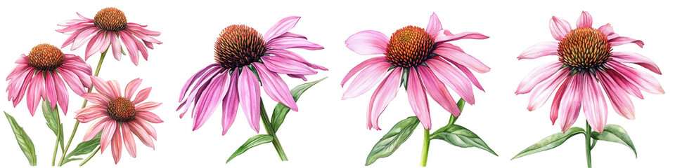 Summer Flowers. Echinacea on a White Background. Watercolor Botanical Illustration. Flora Clipart
