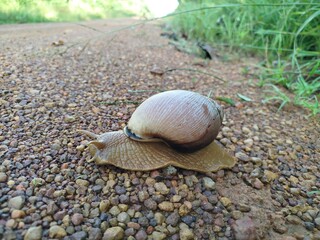 Large snail in the Brazilian Amazon, Mato Grosso, Brazil