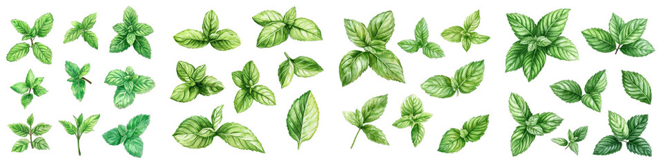 Mint Hand Drawn Fresh Leaves Set Isolated Background, Botanical Illustration Watercolor Painting. Bright Peppermint Leaf