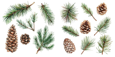 pine cones on white background