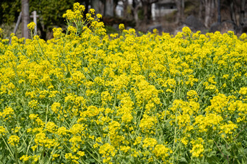菜の花