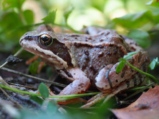 A frog