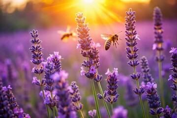 Obraz premium Lavender Field Bees Summer Nature Purple Flowers Honey Bee