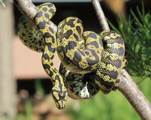 Vibrant Python Nature: A yellow and black python coils on a branch, its striking pattern vivid against green foliage, perfect for wildlife photography.