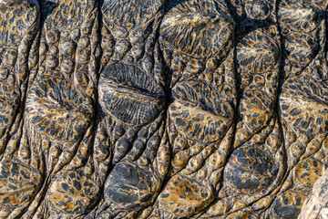 crocodile skin texture
