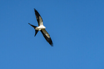 eagle in flight