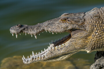 crocodile americano in the water